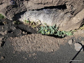 nte Pizzillo-21-10-2012 11-10-26